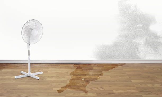 Best Water damage restoration near me  in Tamiami, FL