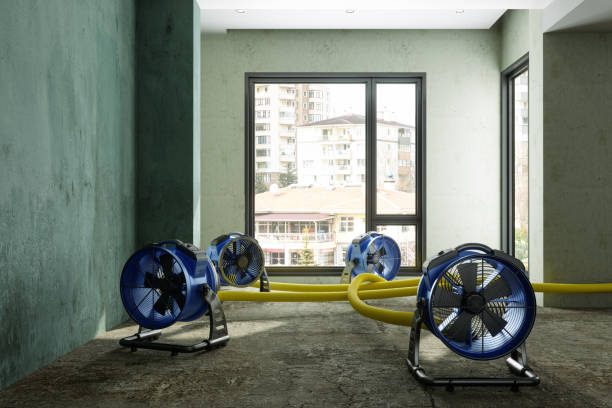 Best Flood damage cleanup  in Tamiami, FL